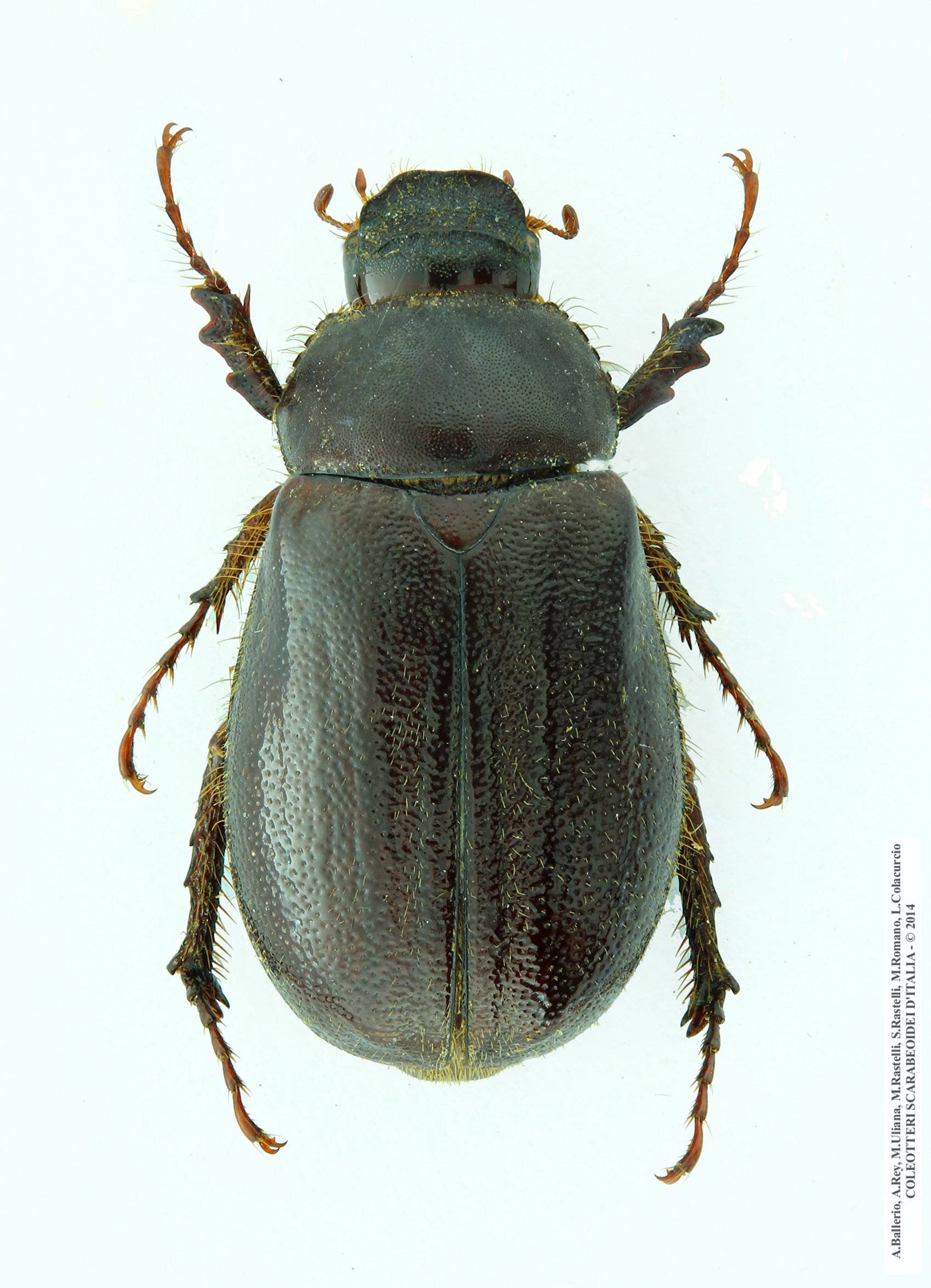 Aesalus scarabaeoides scarabaeoides, maschio